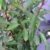Portugisische Lorbeerkirsche Prunus lusitanica 40 - 60 cm hoch im 3 Liter Pflanzcontainer - 