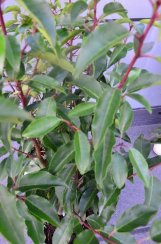 Portugisische Lorbeerkirsche Prunus lusitanica 40 - 60 cm hoch im 3 Liter Pflanzcontainer - 