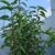 Portugisische Lorbeerkirsche Prunus lusitanica 40 - 60 cm hoch im 3 Liter Pflanzcontainer -