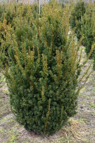 Pyramiden Eibe Taxus media Hillii 30 - 40 cm hoch dichtbuschig in 3 Liter Pflanzcontainer -