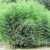 Rarität 1 Pflanze ca. 100-110 cm. Winterharter Bambus Phyllostachys bissetii bis -22 Grad - 