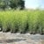 Rarität 1 Pflanze ca. 100-110 cm. Winterharter Bambus Phyllostachys bissetii bis -22 Grad - 