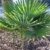 RARITÄT Frostharte Hanfpalme Trachycarpus Ukhrulensis Größe 120-140 cm. aus dem Gebirge von Manipur bis - 20 Grad -