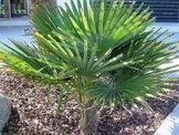 RARITÄT Frostharte Hanfpalme Trachycarpus Ukhrulensis Größe 90-110 cm. aus dem Gebirge von Manipur bis - 20 Grad -