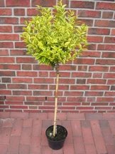 RARITÄT Frostharte Ligustrum Qualifolium Aureum Stamm Größe ca. 175 cm cm direkt aus der Baumschule -