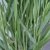 Riesen Rutenhirse Panicum virgatum Northwind im 5 Liter Pflanzcontainer - 