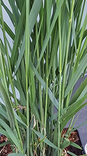Riesen Rutenhirse Panicum virgatum Northwind im 5 Liter Pflanzcontainer - 