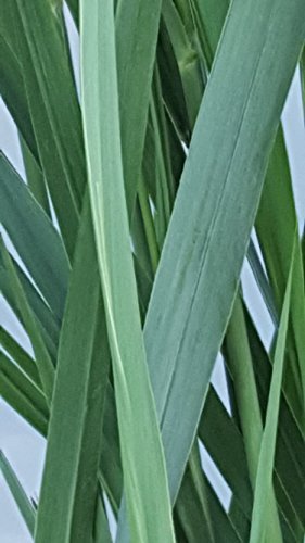 Riesen Rutenhirse Panicum virgatum Northwind im 5 Liter Pflanzcontainer - 