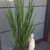 Riesen Rutenhirse Panicum virgatum Northwind im 5 Liter Pflanzcontainer -
