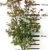 Roter japanischer Fächer-Ahorn - Acer palmatum Atropurpureum - 130/160 cm hoch - Veredelung - im Topf - 