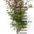 Roter japanischer Fächer-Ahorn - Acer palmatum Atropurpureum - 130/160 cm hoch - Veredelung - im Topf - 