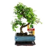 S förmiger Ulmen Bonsai 15cm - 1 baum -