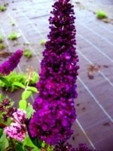 Schmetterlingsstrauch Buddleja Black Knight 60 cm im 3 Liter Pflanzcontaier -