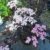 schwarzlaubiger Holunder Sambucus nigra Black Lace 40 - 60 cm hoch im 3 Liter Pflanzcontainer - 