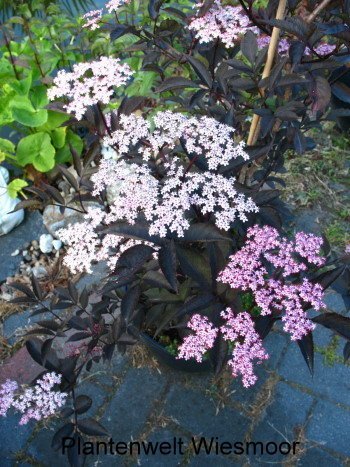 schwarzlaubiger Holunder Sambucus nigra Black Lace 40 - 60 cm hoch im 3 Liter Pflanzcontainer - 
