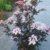 schwarzlaubiger Holunder Sambucus nigra Black Lace 40 - 60 cm hoch im 3 Liter Pflanzcontainer -