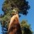 Seedeo Anzuchtset Berg - Mammutbaum (Sequoia. gigantea) 50 Samen - 