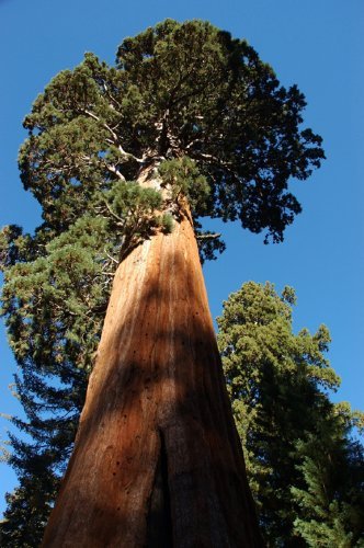 Seedeo Berg - Mammutbaum (Sequoia. gigantea) Pflanze 2 Jahre - 