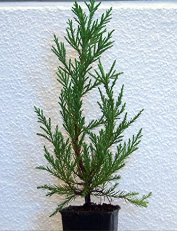 Seedeo Berg - Mammutbaum (Sequoia. gigantea) Pflanze 2 Jahre -