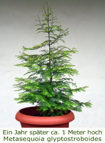 Seedeo Urwelt-Mammutbaum (Metasequoia glyptostroboides) Pflanze 3 Jahre - 