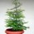 Seedeo Urwelt-Mammutbaum (Metasequoia glyptostroboides) Pflanze 3 Jahre - 