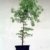 Seedeo Urwelt-Mammutbaum (Metasequoia glyptostroboides) Pflanze 3 Jahre -