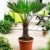 Seltene Palmen Kreuzung Trachycarpus Wagnerianus /Trachycarpus fortunei 50-60 cm. Frosthart bis - 18 Grad Celsius -