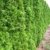 Smaragd Lebensbaum Thuja occidentalis Smaragd 80 - 100 cm hoch im 5 Liter Pflanzcontainer - 