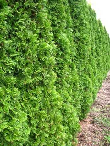 Smaragd Lebensbaum Thuja occidentalis Smaragd 80 - 100 cm hoch im 5 Liter Pflanzcontainer - 