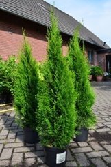 Smaragd Lebensbaum Thuja occidentalis Smaragd 80 - 100 cm hoch im 5 Liter Pflanzcontainer -