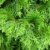 Smaragd Lebensbaum Thuja occidentalis Smaragd 80 - 100 cm hoch im 5 Liter Pflanzcontainer - 