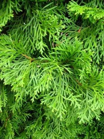 Smaragd Lebensbaum Thuja occidentalis Smaragd 80 - 100 cm hoch im 5 Liter Pflanzcontainer - 