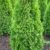 Smaragd Lebensbaum Thuja occidentalis Smaragd 80 - 100 cm hoch im 5 Liter Pflanzcontainer - 