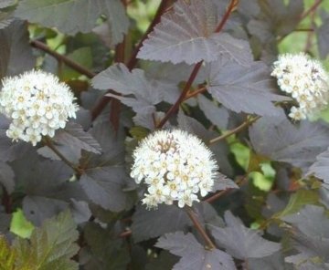 Teufelsstrauch Physocarpus opolifolius Diabolo -R- 80 cm hoch im 3 Liter Pflanzcontainer - 