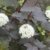 Teufelsstrauch Physocarpus opolifolius Diabolo -R- 80 cm hoch im 3 Liter Pflanzcontainer - 