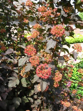 Teufelsstrauch Physocarpus opolifolius Diabolo -R- 80 cm hoch im 3 Liter Pflanzcontainer - 
