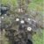 Teufelsstrauch Physocarpus opolifolius Diabolo -R- 80 cm hoch im 3 Liter Pflanzcontainer -