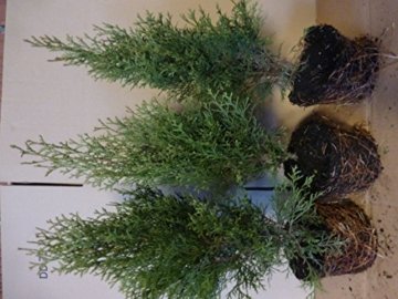 Thuja Lebensbaum 