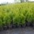 Thuja Lebensbaum "Smaragd" Topfballen 60-70 cm 50 St. Hecke Heckenpflanze -