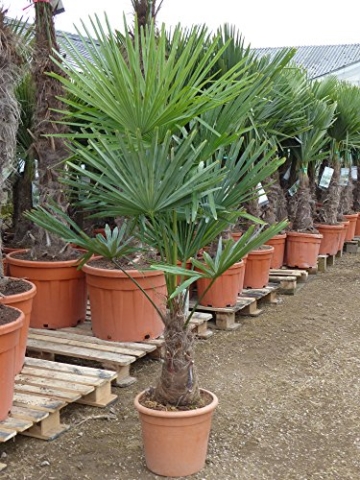 Trachycarpus fortunei Hanfpalme 130 - 150cm, winterharte Palme bis -18°C - 