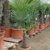 Trachycarpus fortunei Hanfpalme 130 - 150cm, winterharte Palme bis -18°C - 