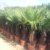 Trachycarpus fortunei Hanfpalme 130 - 150cm, winterharte Palme bis -18°C - 