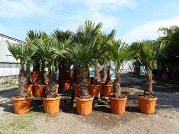 Trachycarpus fortunei Hanfpalme 130 - 150cm, winterharte Palme bis -18°C -