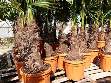 Trachycarpus fortunei Hanfpalme 130 - 150cm, winterharte Palme bis -18°C - 