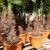 Trachycarpus fortunei Hanfpalme 130 - 150cm, winterharte Palme bis -18°C - 