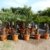 Trachycarpus fortunei Hanfpalme 130 - 150cm, winterharte Palme bis -18°C - 