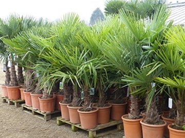 Trachycarpus fortunei Hanfpalme 130 - 150cm, winterharte Palme bis -18°C - 