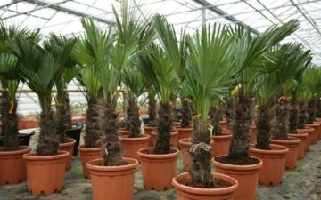 Trachycarpus Wagnerianus 120-140 cm Höhe. Frosthärteste Palme der Welt Bis - 17 Grad - 