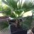 Trachycarpus Wagnerianus 120-140 cm Höhe. Frosthärteste Palme der Welt Bis - 17 Grad -
