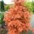Urwelt Mammutbaum Metasequoia glyptostroboides 80 - 100 cm hoch im 5 Liter Pflanzcontainer - 
